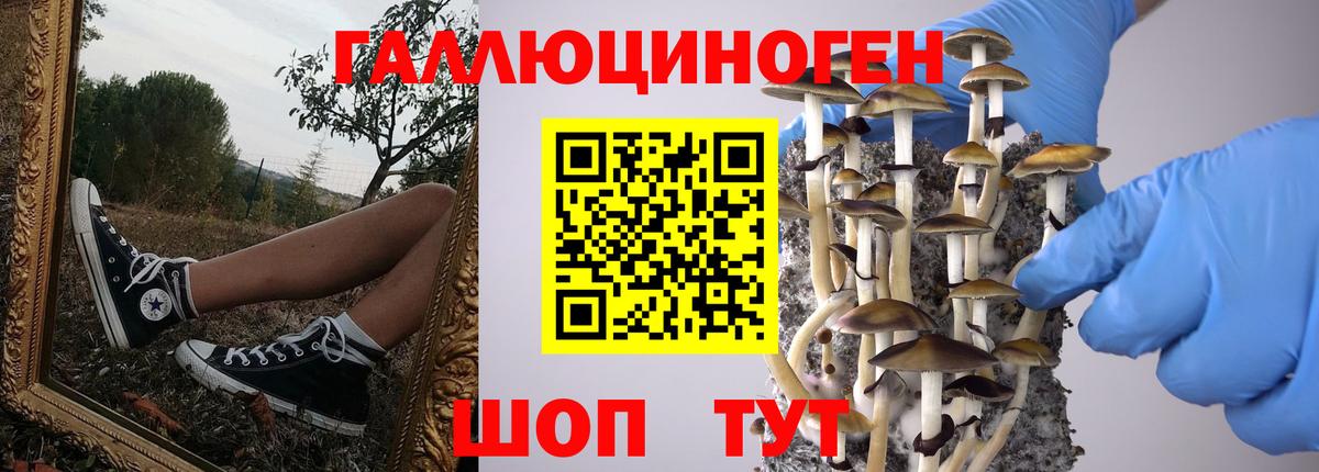 Дивногорск  Псилоцибиновые грибы мицелий  Вход с VPN 